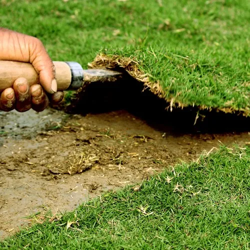 العشب الجداري