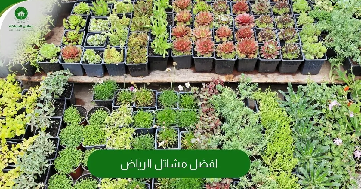 افضل مشاتل الرياض