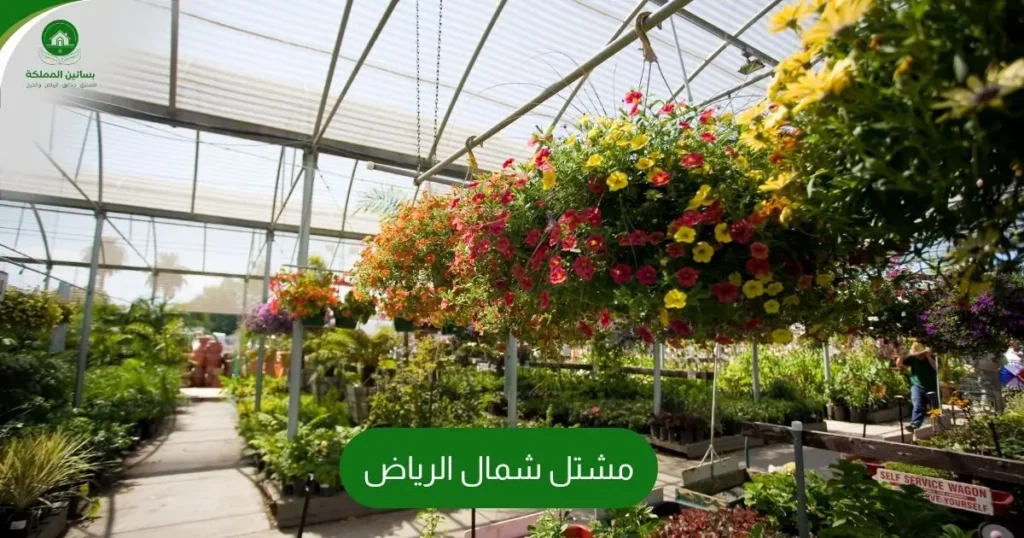 مشتل شمال الرياض