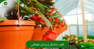 اقرب مشتل زرع من موقعي