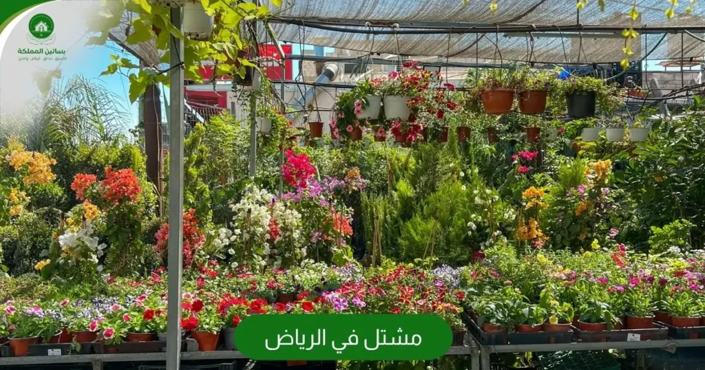 مشتل في الرياض