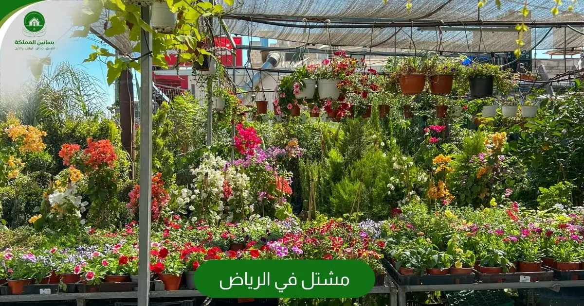 مشتل في الرياض