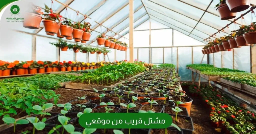 مشتل قريب من موقعي